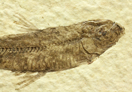 ヒレが主役です。躍動感あるポージング、約5000万年前の魚化石ナイティア(Knightia)(その3)