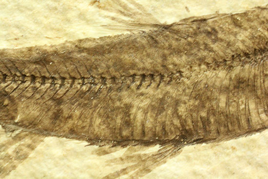 ヒレが主役です。躍動感あるポージング、約5000万年前の魚化石ナイティア(Knightia)(その4)