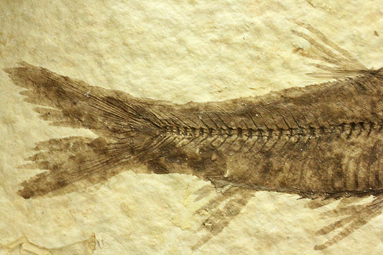 ヒレが主役です。躍動感あるポージング、約5000万年前の魚化石ナイティア(Knightia)(その5)