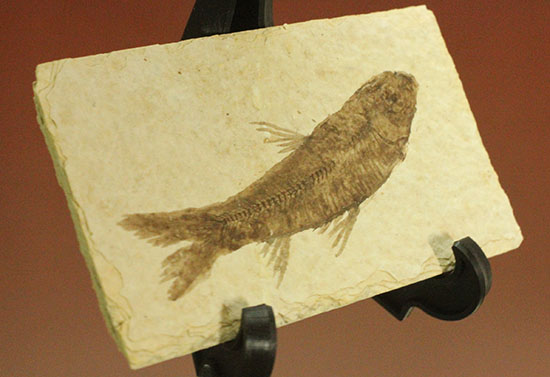 ヒレが主役です。躍動感あるポージング、約5000万年前の魚化石ナイティア(Knightia)(その6)