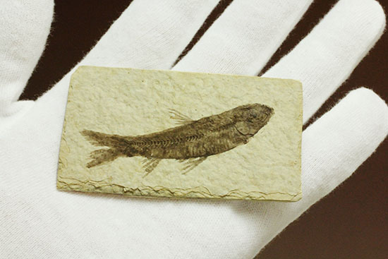 ヒレが主役です。躍動感あるポージング、約5000万年前の魚化石ナイティア(Knightia)(その7)