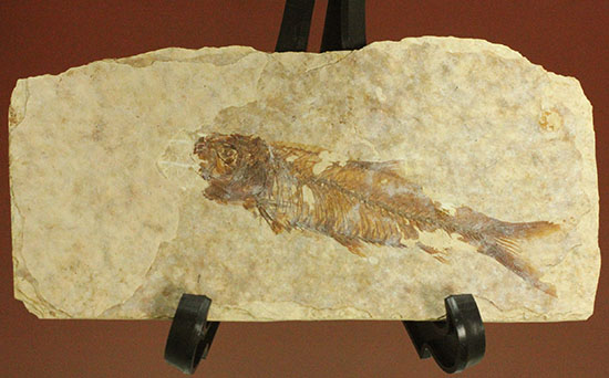 珍しい！両面鑑賞標本です。ナイティア魚化石（その1）