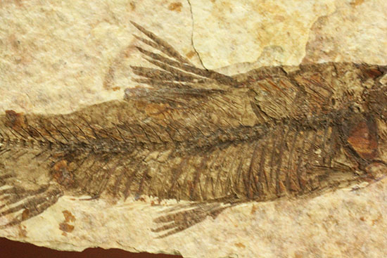 珍しい！両面鑑賞標本です。ナイティア魚化石（その11）