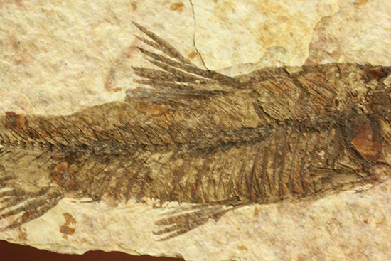 珍しい!両面鑑賞標本です。ナイティア魚化石(その11)