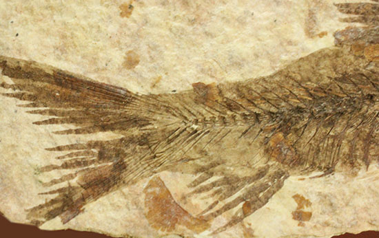 珍しい！両面鑑賞標本です。ナイティア魚化石（その12）