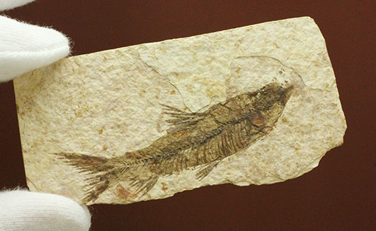 珍しい！両面鑑賞標本です。ナイティア魚化石（その14）