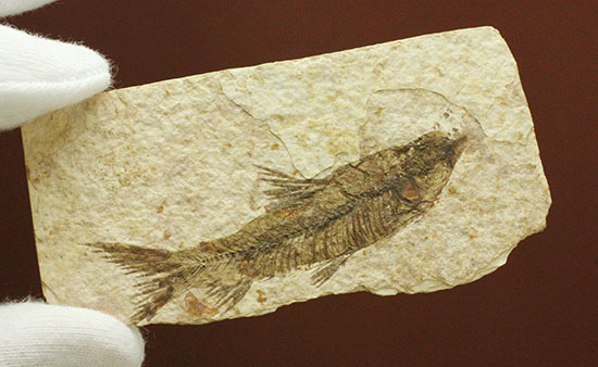 珍しい!両面鑑賞標本です。ナイティア魚化石(その14)