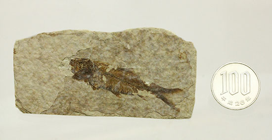 珍しい！両面鑑賞標本です。ナイティア魚化石（その15）
