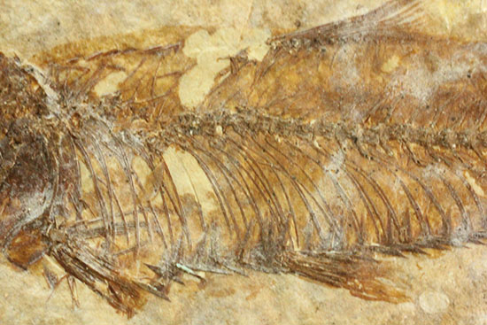 珍しい!両面鑑賞標本です。ナイティア魚化石(その16)