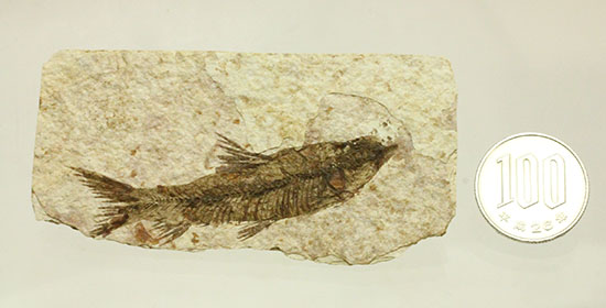 珍しい！両面鑑賞標本です。ナイティア魚化石（その17）