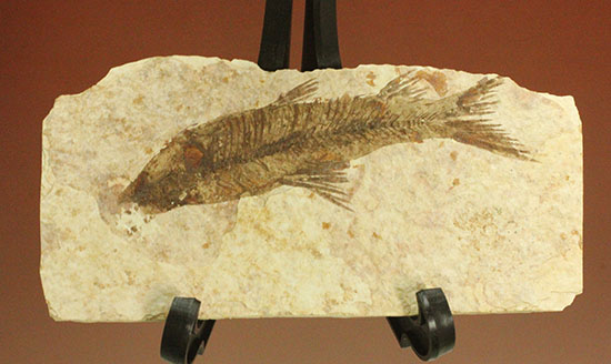 珍しい！両面鑑賞標本です。ナイティア魚化石/新生代第三紀（6500万 -- 260万年前）【ot694】