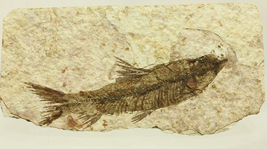 珍しい！両面鑑賞標本です。ナイティア魚化石（その3）