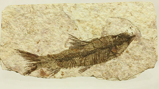 珍しい!両面鑑賞標本です。ナイティア魚化石(その3)