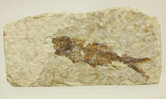 珍しい！両面鑑賞標本です。ナイティア魚化石（その4）