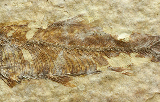 珍しい！両面鑑賞標本です。ナイティア魚化石（その6）