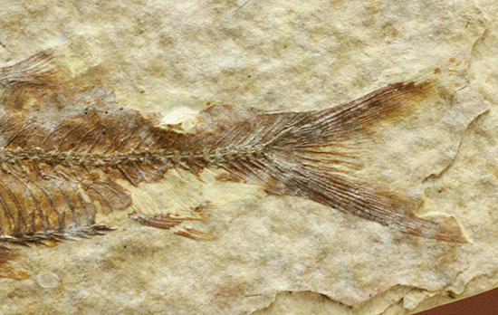 珍しい!両面鑑賞標本です。ナイティア魚化石(その7)