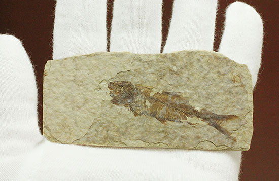 珍しい！両面鑑賞標本です。ナイティア魚化石（その8）