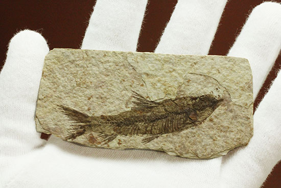 珍しい!両面鑑賞標本です。ナイティア魚化石(その9)