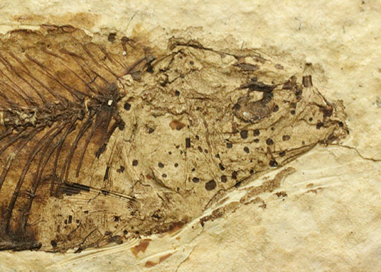 魚の構造美をとことん主張します！グリーンリバー層を代表する魚化石ナイティア(knightia)/新生代第三紀（6500万 -- 260万年前）【ot695】