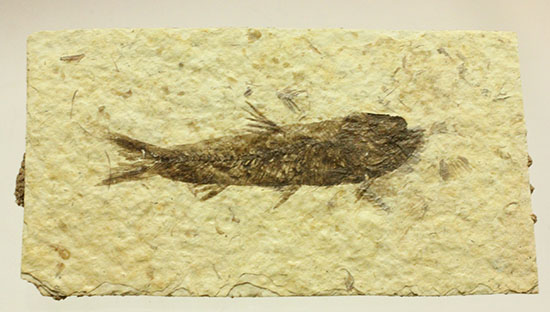 ワイオミング産5千万年前の魚化石(その10)