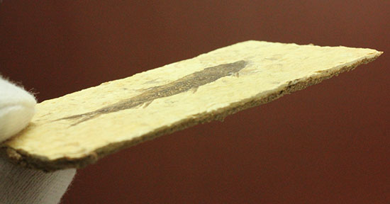 ワイオミング産5千万年前の魚化石（その12）
