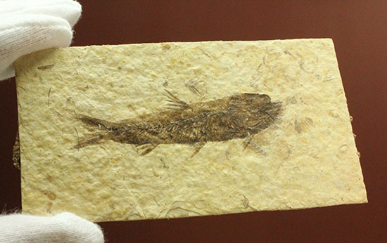 ワイオミング産5千万年前の魚化石/新生代第三紀（6500万 -- 260万年前）【ot697】
