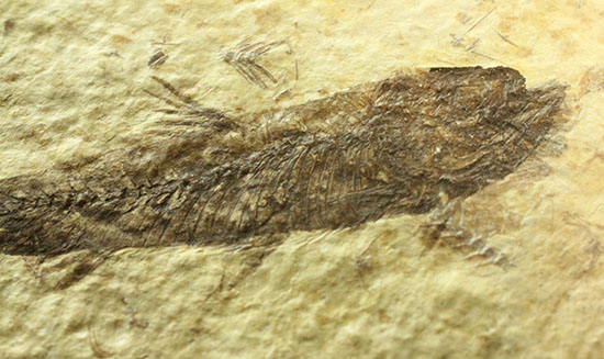 ワイオミング産5千万年前の魚化石（その3）
