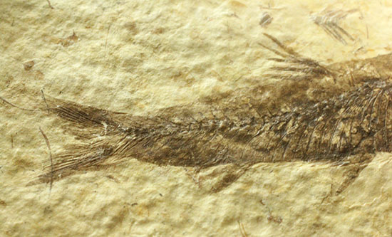 ワイオミング産5千万年前の魚化石(その4)