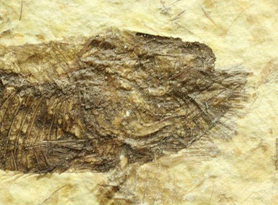 ワイオミング産5千万年前の魚化石(その6)