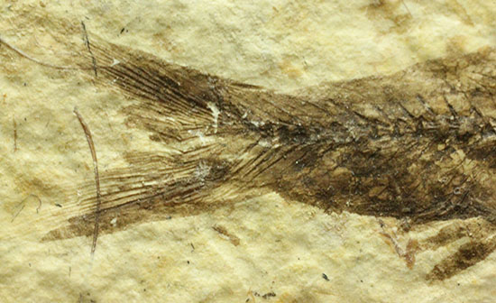 ワイオミング産5千万年前の魚化石（その8）