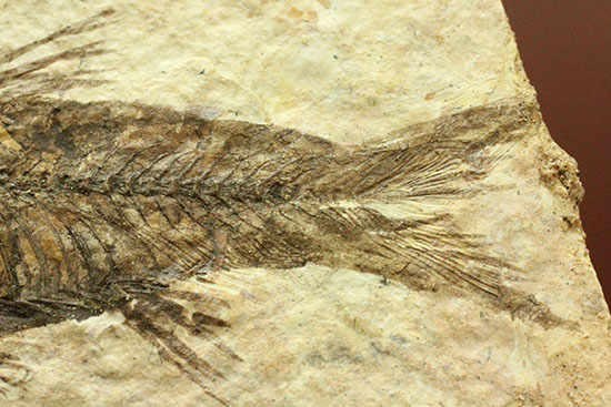 横幅がワイドで見応えあります。約5000万年前の魚化石ナイティア(Knightia)（その6）