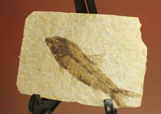 泳いでいるかのような約5000万年前の魚化石ナイティア(Knightia)（その6）