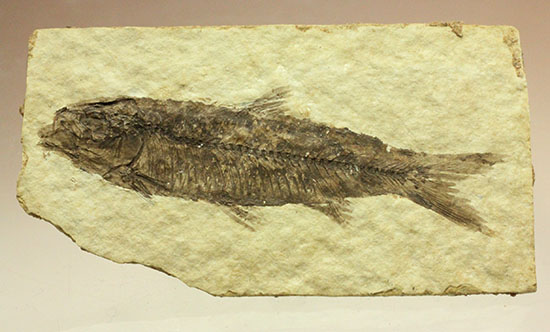 絵画のような味わい！約5000万年前の魚化石ナイティア(Knightia)/新生代第三紀（6500万 -- 260万年前）【ot700】