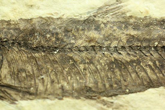 絵画のような味わい！約5000万年前の魚化石ナイティア(Knightia)（その10）