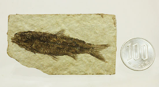 絵画のような味わい！約5000万年前の魚化石ナイティア(Knightia)（その14）