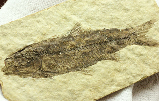 絵画のような味わい！約5000万年前の魚化石ナイティア(Knightia)/新生代第三紀（6500万 -- 260万年前）【ot700】