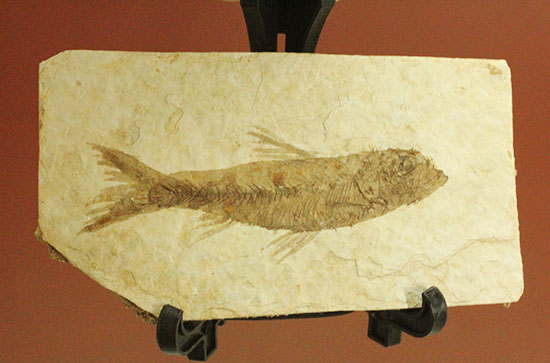 保存状態S級！約5000万年前の魚化石ナイティア(Knightia)/新生代第三紀（6500万 -- 260万年前）【ot701】