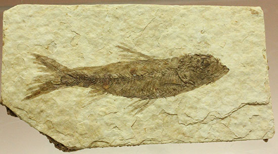 保存状態S級！約5000万年前の魚化石ナイティア(Knightia)（その3）
