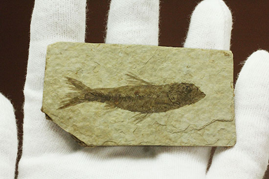 保存状態S級！約5000万年前の魚化石ナイティア(Knightia)（その4）