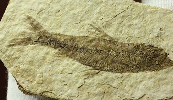 保存状態S級！約5000万年前の魚化石ナイティア(Knightia)（その6）