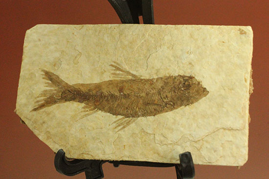 保存状態S級！約5000万年前の魚化石ナイティア(Knightia)（その7）