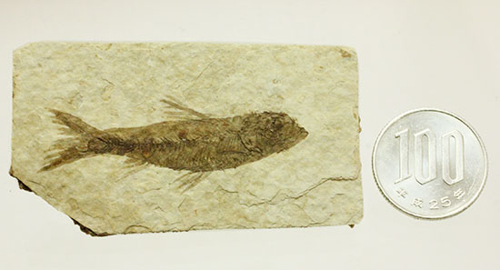 保存状態S級！約5000万年前の魚化石ナイティア(Knightia)（その9）