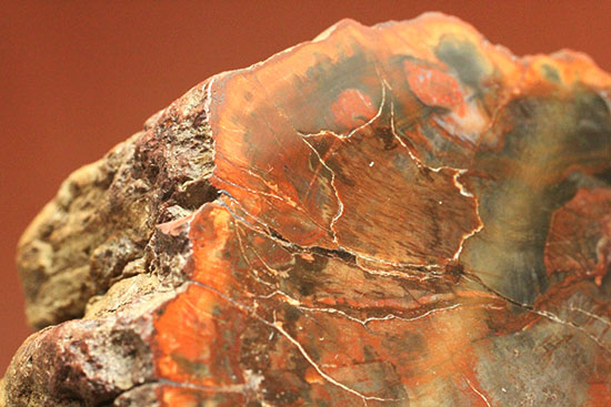 オレンジ、朱色が鮮やか！三畳紀のカラフルな木化石、珪化木（けいかぼく）/中生代三畳紀（2億5100万 -- 1億9500万年前）【ot709】