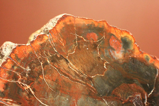 オレンジ、朱色が鮮やか！三畳紀のカラフルな木化石、珪化木（けいかぼく）（その8）