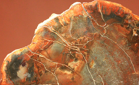 オレンジ、朱色が鮮やか！三畳紀のカラフルな木化石、珪化木（けいかぼく）（その9）