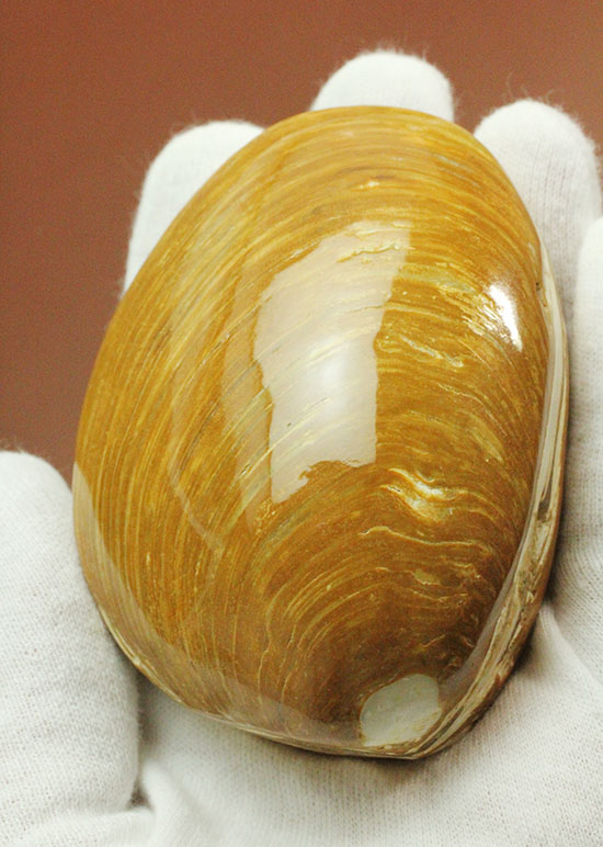 1億6300万年前のジュラ紀二枚貝（その1）