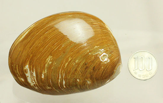 1億6300万年前のジュラ紀二枚貝（その11）