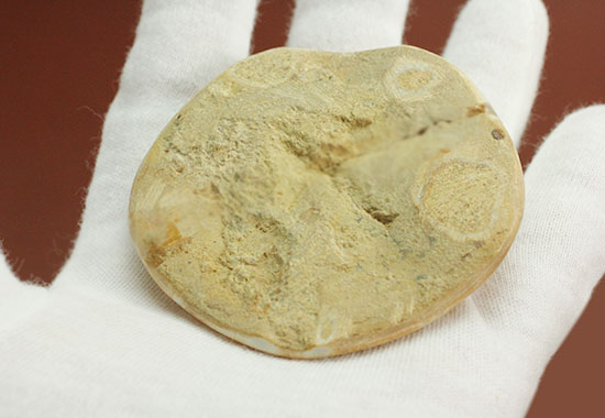 海の化石コレクションをされている方に!4000万年前の棘皮(きょくひ)動物、ウニ化石(Echinoid)(その10)