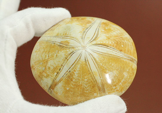 海の化石コレクションをされている方に!4000万年前の棘皮(きょくひ)動物、ウニ化石(Echinoid)(その11)