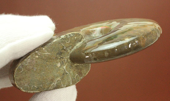 最高の標本の一つと断言できる、最上のイリデッセンス超美麗なクレオニセラス（その5）